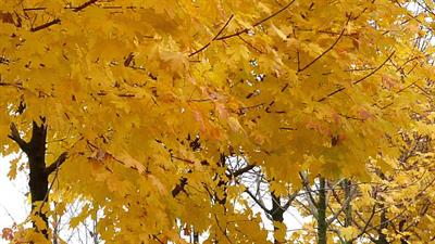 Acer platanoides